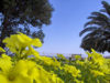 Primavera sul Lungomare di Soverato