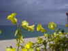 Primavera sul Lungomare di Soverato