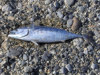 Pesca ai Tonnetti - Soverato