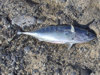 Pesca ai Tonnetti - Soverato