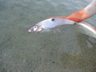 Pesce Nastro