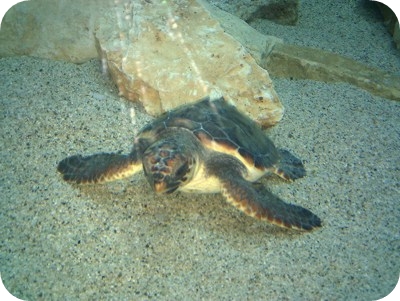 Acquario di Soverato - Tartaruga Caretta Caretta