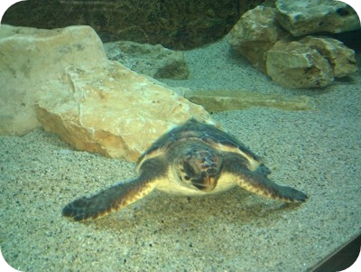 Acquario di Soverato - Tartaruga Caretta Caretta