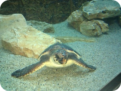 Acquario di Soverato - Tartaruga Caretta Caretta