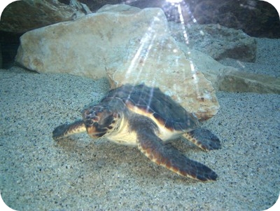 Acquario di Soverato - Tartaruga Caretta Caretta