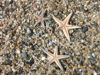 Soverato - Collezione di stelle marine